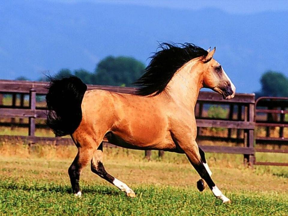 Heartland Equestrian Center