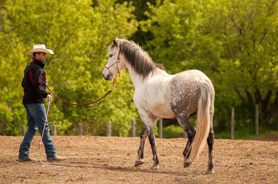 Heartland Equestrian Center